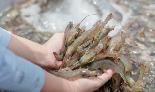 基围虾跟胡萝卜能不能同食 基围虾跟胡萝卜可以同食吗