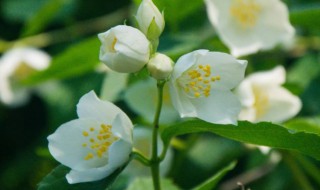 茉莉花的作用介绍 茉莉花的作用