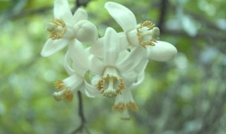 柚子花的作用与功效分享 柚子花的作用与功效