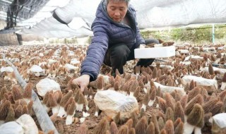 中国羊肚菌种植基地有哪些 中国有哪些羊肚菌种植基地