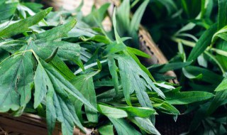 金丝草的功效与作用有哪些 金丝草的功效与作用