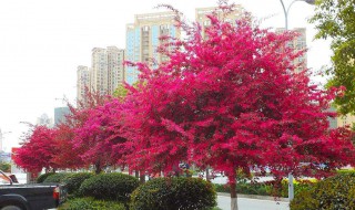 红花檵木怎么念 红花檵木怎么读