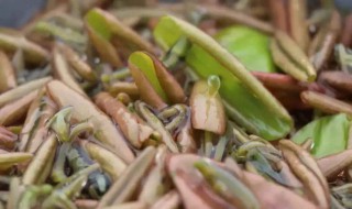 莼菜的营养价值及功效 莼菜有哪些食用功效呢