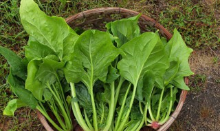 黑豆菠菜能不能同时吃 黑豆能和菠菜一起食用吗