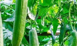 一棵丝瓜爬上楼作者表达的情感是什么 一棵丝瓜爬上楼概括