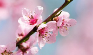 桃花的叶子是怎么样的呢 桃花的叶子怎么描写