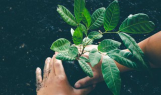 叶子结点数如何算 叶子结点数怎么算