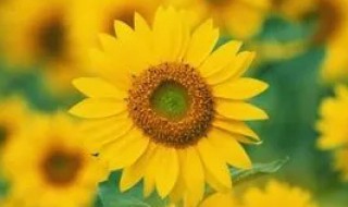 形容向日葵的词语有哪些 形容向日葵的abb词语