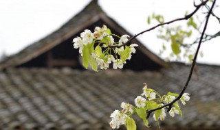 关于网上祭英烈的清明节寄语 小手拉大手网上祭英烈寄语