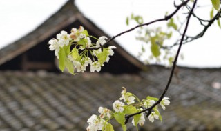 清明节心情短语有什么 清明节心情短语