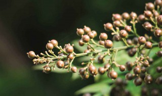 南天竹花吃了会中毒吗 南天竹花吃多少会中毒