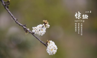 惊蛰未到雷先响指什么 惊蛰未到雷先响是什么意思