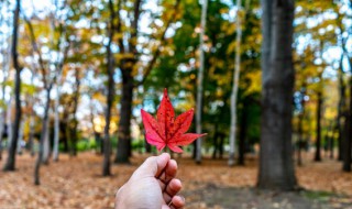 霜叶红于二月花是一幅什么的画面 霜叶红于二月花是一幅怎样的画面