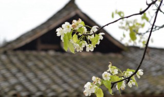 关于清明节的英文介绍 清明节英文介绍