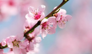 桃红柳绿是指什么季节 桃红柳绿是什么季节