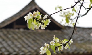 节气清明有什么含义 节气清明是什么意思