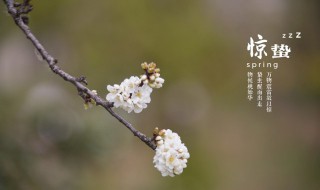 惊蛰这个节气的内容什么 惊蛰这个节气的描述是什么