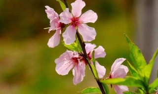 桃花的叶子像什么东西 桃花的叶子像什么
