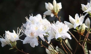 索玛花什么意思 索玛是什么意思