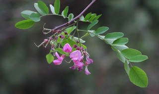 可以吃紫槐花吗 紫槐花能吃吗