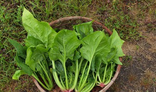 菠菜和牛肉在一起怎么吃 菠菜和牛肉一起怎么吃