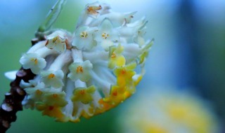 结香花效用介绍 结香花的功效作用有哪些