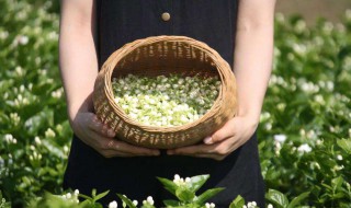 茉莉花茶合适和什么一起泡 茉莉花茶可以和什么一起泡