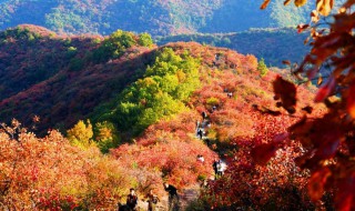 香山公园观赏红叶最佳时间 北京香山红叶什么时候红