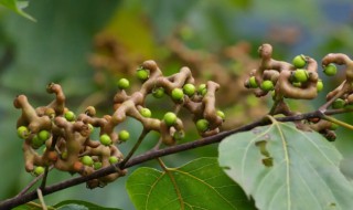 拐枣的营养价值介绍 拐枣的营养价值