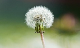蒲公英水煮的时间 蒲公英水煮多长时间比较好