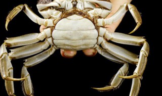 螃蟹冷冻一周后到底能不能吃 螃蟹冷冻一周后能吃吗