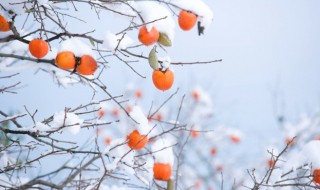 柿子为什么涩口 柿子涩口的原因