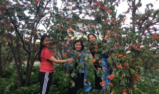 洛阳樱桃沟景区游玩攻略 洛阳樱桃沟怎么走