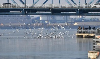 海鸥大桥什么时候建 海鸥大桥的简介