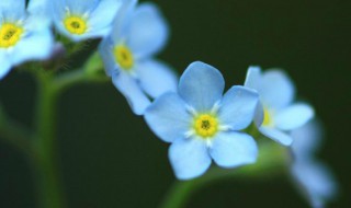 德阳勿忘我花海的简介 德阳勿忘我花海在哪里