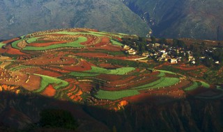 东川红土地的简介 东川红土地最佳旅游时间