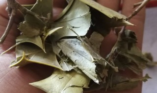枸骨叶的功效与作用简单介绍 枸骨叶的功效与作用