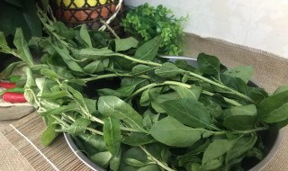 枸杞菜的功效与作用有哪些 枸杞菜的功效与作用