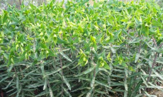 千金子的作用 千金子的营养价值