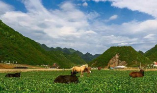 什么季节去红池坝旅游最好 什么季节去红池坝