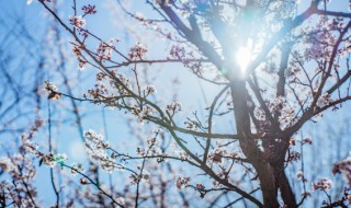 惠州梅园什么季节去最好 惠州梅园什么季节去