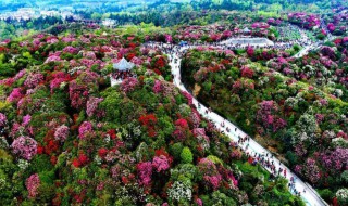 贵州百里杜鹃旅游攻略 百里杜鹃旅游攻略