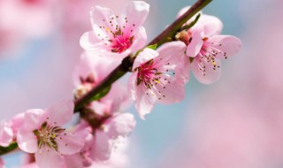 桃花源景区简介 桃花源景区