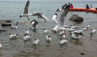 青海湖的鸟岛什么时间是旅游旺季 青海湖鸟岛何时旅游最佳时间