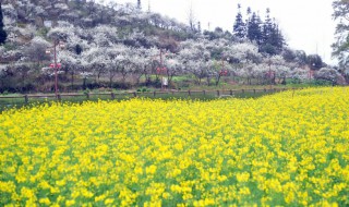 金海雪山最佳观赏时间 金海雪山最佳旅游时间