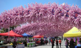 南汇桃花节的介绍 南汇桃花节什么时候开始