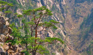 黄山著名景点有哪些按顺序 黄山著名景点有哪些