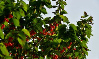 镇平樱桃沟景区门票多少钱 镇平樱桃沟怎么收费