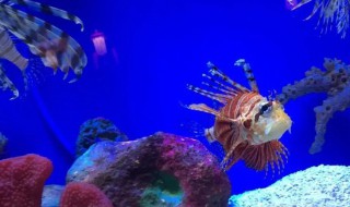 上海海洋水族馆怎么走门票多少钱一张 上海海洋水族馆怎么走