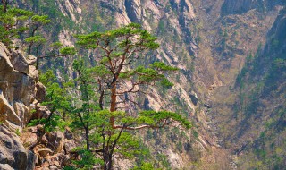 陇南市有哪些著名的旅游景点 陇南有哪些著名旅游景点